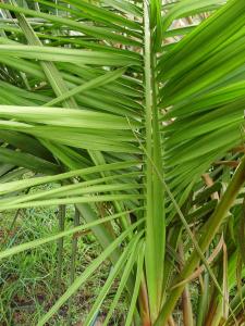 Pictures around the garden - DISCUSSING PALM TREES WORLDWIDE - PalmTalk